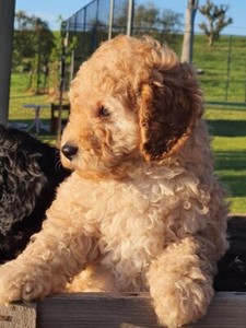 second generation cavoodle